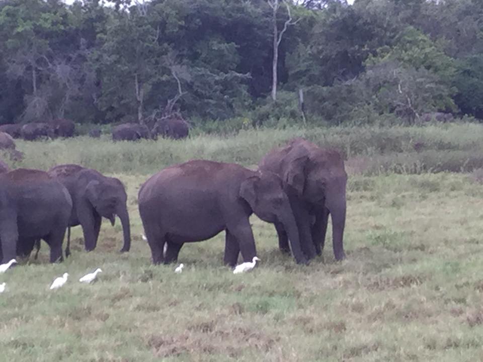 elephant safari sri lanka