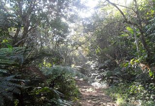 sinharaja forest