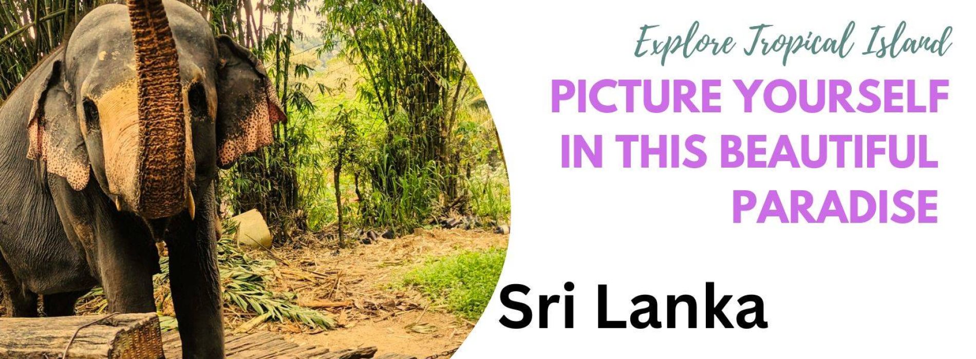 Elephants in Sri Lanka