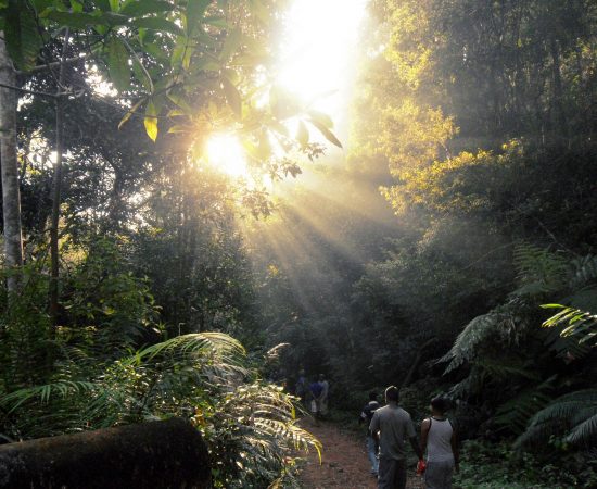 Sinharaja rain forest