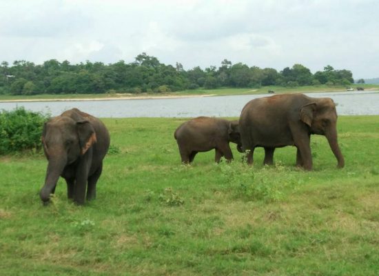 national parks in sri lanka