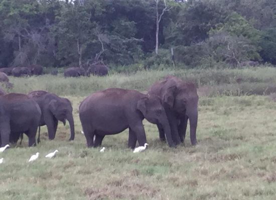 elephant safari sri lanka